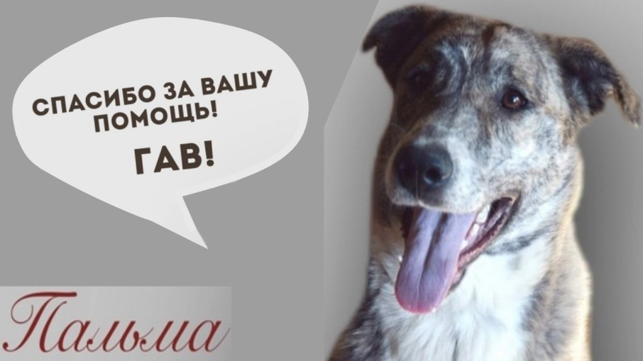 Принимаем благодарность от БФ "Преданные души" Принимаем благодарность от БФ "Преданные души".
